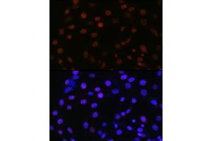 Immunofluorescence analysis of NIH/3T3 using SMC3 antibody (ABIN7270616) at dilution of 1:100. (SMC3 anticorps)