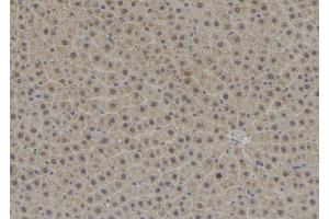 ABIN6278774 at 1/100 staining Rat liver tissue by IHC-P. (TPD52L3 anticorps  (N-Term))