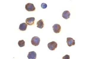 Immunocytochemistry of TLR3 in K562 cells with this product at 10 μg/ml.