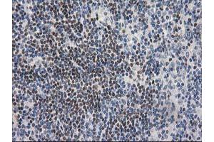 Immunohistochemistry (IHC) image for anti-ADP-Ribosylation Factor GTPase Activating Protein 1 (ARFGAP1) antibody (ABIN1496680) (ARFGAP1 anticorps)