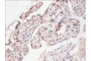 Immunohistochemistry of paraffin-embedded human placenta tissue using ABIN7160982 at dilution of 1:100