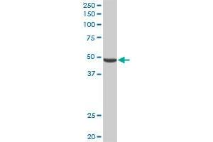 PNLIPRP2 MaxPab rabbit polyclonal antibody. (PNLIPRP2 anticorps  (AA 1-469))