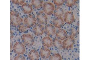 IHC-P analysis of kidney tissue, with DAB staining. (Cathepsin F anticorps  (AA 249-462))