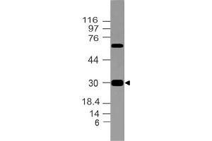 Image no. 1 for anti-Corticotropin-Like Intermediate Peptide (CLIP) (AA 156-176) antibody (ABIN5027659) (CLIP anticorps  (AA 156-176))