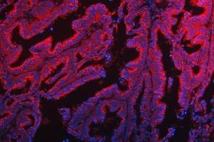 IF analysis of TTC7B using anti-TTC7B antibody (ABIN7601050). (TTC7B anticorps  (AA 275-730))