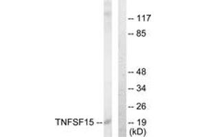 Western blot analysis of extracts from COLO205 cells, using TNFSF15 Antibody. (TNFSF15 anticorps  (AA 181-230))