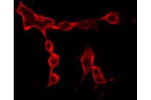ABIN6266779 staining RAW264. (DUSL2 anticorps  (C-Term))