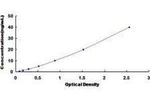 Interleukin 18 Binding Protein (IL18BP) ELISA Kit