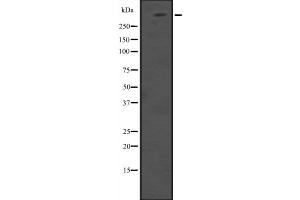 Western blot analysis of HUWE1 expression in 293T whole cell lysate ,The lane on the left is treated with the antigen-specific peptide. (HUWE1 anticorps  (Internal Region))