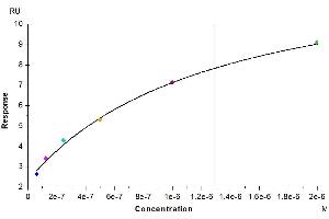 Anti-CLEC12A Antibody captured on CM5 Chip via Protein A can bind Cynomolgus CLEC12A, His Tag with an affinity constant of 1.
