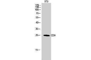Western Blotting (WB) image for anti-CD9 (CD9) (Internal Region) antibody (ABIN3183791) (CD9 anticorps  (Internal Region))