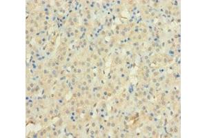 Immunohistochemistry of paraffin-embedded human adrenal gland tissue using ABIN7175017 at dilution of 1:100 (C12orf49 anticorps  (AA 34-205))