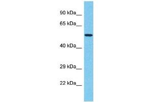 Western Blotting (WB) image for anti-T-Box 20 (TBX20) (C-Term) antibody (ABIN2506418) (TBX20 anticorps  (C-Term))