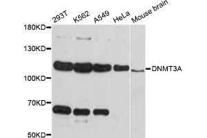 Western blot analysis of extracts of various cell lines, using DNMT3A antibody (ABIN5997606) at 1:3000 dilution. (DNMT3A anticorps)