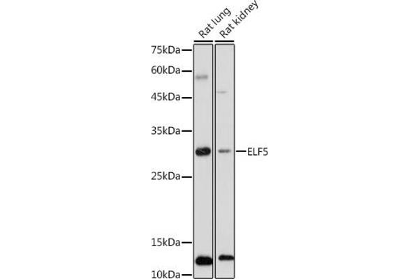 ELF5 anticorps  (AA 1-170)