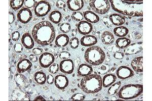 Image no. 9 for anti-Family with Sequence Similarity 164, Member A (FAM164A) antibody (ABIN1498198) (FAM164A anticorps)