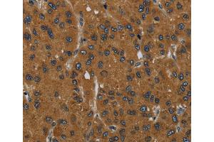 Immunohistochemistry (IHC) image for anti-Mesoderm Induction Early Response 1, Family Member 2 (MIER2) antibody (ABIN2430457) (MIER2 anticorps)
