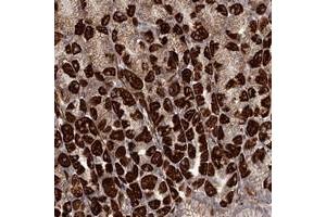 Immunohistochemical staining of human stomach with C6orf153 polyclonal antibody  shows strong cytoplasmic positivity in Parietal cells. (RRP36 anticorps)