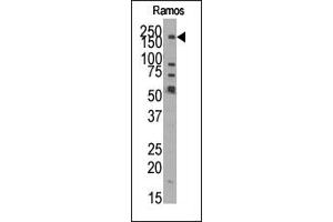 Image no. 1 for anti-Lysine (K)-Specific Demethylase 3B (KDM3B) (N-Term) antibody (ABIN356557) (KDM3B anticorps  (N-Term))