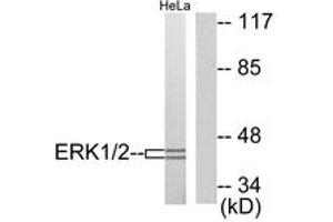 Western blot analysis of extracts from HeLa cells, using p44/42 MAPK Antibody. (ERK1/2 anticorps  (AA 330-379))