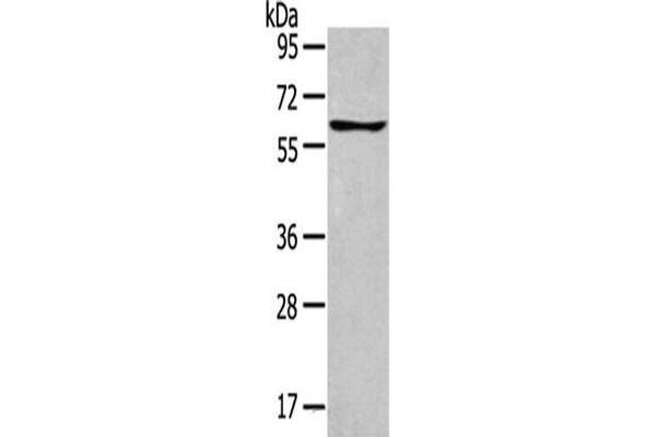 GLP2R antibody