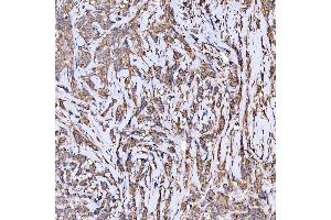 IHC analysis of Syntaxin 18/STX18 using anti-Syntaxin 18/STX18 antibody (ABIN7599259). (Syntaxin 18 anticorps  (AA 1-313))