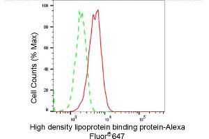 anti-High Density Lipoprotein Binding Protein (HDLBP) antibody