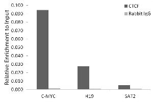 Chromatin immunoprecipitation analysis of extracts of HeLa cells, using CTCF antibody (ABIN3021506, ABIN3021507, ABIN3021508 and ABIN6215164) and rabbit IgG. (CTCF anticorps  (AA 1-260))