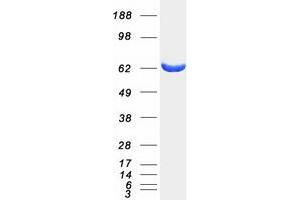 Validation with Western Blot