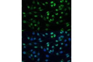 Immunofluorescence analysis of L929 cells using K/K/TRIM28 Polyclonal Antibody  at dilution of 1:100 (40x lens). (KAP1 anticorps  (AA 576-835))