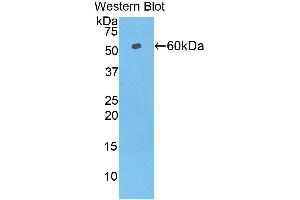 Western Blotting (WB) image for anti-Telomeric Repeat Binding Factor (NIMA-Interacting) 1 (TERF1) (AA 148-428) antibody (ABIN1860695) (TRF1 anticorps  (AA 148-428))