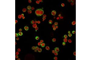 Immunofluorescence Analysis of Raji cells labeling CD74 with CD74 Mouse Monoclonal Antibody (LN-2) followed by Goat anti-Mouse IgG-CF488 (Green).