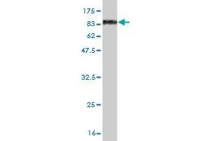Western Blot detection against Immunogen (83. (OXSR1 anticorps  (AA 1-527))