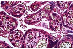 Human Placenta, Trophoblast: Formalin-Fixed, Paraffin-Embedded (FFPE) (ERBB3 anticorps  (AA 1-131))