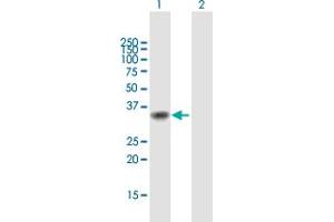 Western Blot analysis of MEOX1 expression in transfected 293T cell line by MEOX1 MaxPab polyclonal antibody. (MEOX1 anticorps  (AA 1-254))