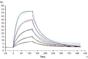 Human SIRP alpha V2, His Tag captured on Protein A Chip via Anti-His Antibody can bind Anti-SIRP alpha Ab.