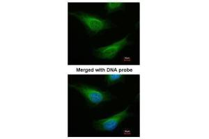 ICC/IF Image Immunofluorescence analysis of paraformaldehyde-fixed HeLa, using FANCC, antibody at 1:200 dilution.