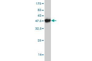 Western Blot detection against Immunogen (43.