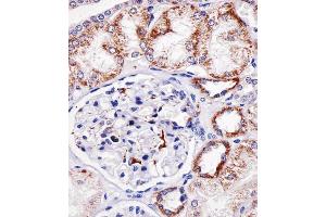 Immunohistochemical analysis of paraffin-embedded H. (Granulin anticorps  (C-Term))