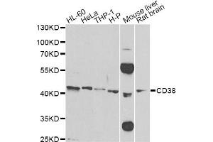 Western blot analysis of extracts of various cell lines, using CD38 Antibody (ABIN5970838) at 1/500 dilution. (CD38 anticorps)