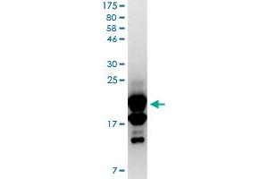 Image no. 2 for Tumor Necrosis Factor (Ligand) Superfamily, Member 18 (TNFSF18) (AA 50-177) protein (His-DYKDDDDK-Strep II Tag) (ABIN1323240) (TNFSF18 Protein (AA 50-177) (His-DYKDDDDK-Strep II Tag))