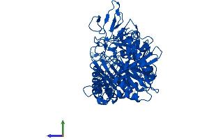 AlphaFold protein structure predicition of Mouse Recombinant Pck1 Protein, UniprotID Q9Z2V4