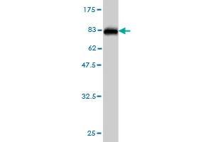 Western Blot detection against Immunogen (85.