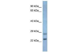 Western Blot showing Neurog3 antibody used at a concentration of 1.