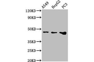Western Blot Positive WB detected in: A549 whole cell lysate, HepG2 whole cell lysate, PC-3 whole cell lysate All lanes: WNT7B antibody at 2. (WNT7B anticorps  (AA 120-349))