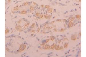 Detection of FGFR1 in Human Stomach Tissue using Polyclonal Antibody to Fibroblast Growth Factor Receptor 1 (FGFR1) (FGFR1 anticorps  (AA 236-362))