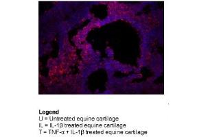 Sample Type: Human Triple Negative Breast Cancer XenograftsPrimary Dilution: 1:100Secondary (Anti-Rabbit 594) Dilution: 1:200
