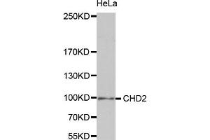 Western Blotting (WB) image for anti-Chromodomain Helicase DNA Binding Protein 2 (CHD2) antibody (ABIN1980262) (CHD2 anticorps)