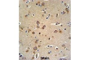 Immunohistochemistry (IHC) image for anti-gamma-aminobutyric Acid (GABA) A Receptor, gamma 3 (GABRG3) antibody (ABIN3002136)