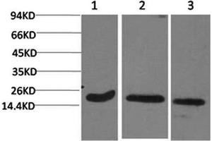 anti-Active CASP3 (active) antibody
